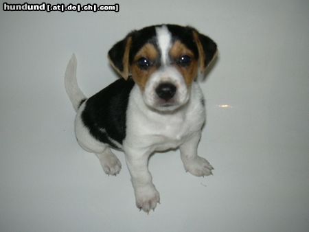 Parson-Russell-Terrier Eddi der Stinker in der Wanne