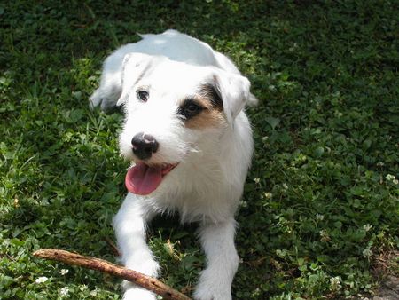 Parson-Russell-Terrier Dynamit von der Deutschbauerhube