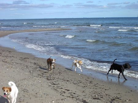 Parson-Russell-Terrier Unser kleiner 