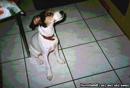 Parson-Russell-Terrier Hunde Foto 8918 Parson-Russell-Terrier Dollymit5 Monaten