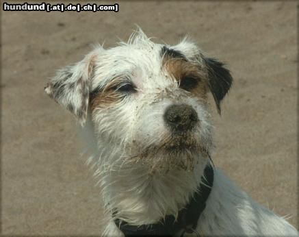 Parson-Russell-Terrier Hunde Foto 15488 in höherer Auflösung ansehen Parson-Russell-Terrier Pepper, unser Dreckbär