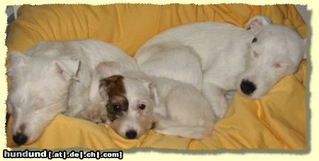 Parson-Russell-Terrier The Roadrunners Kissing Kylie
