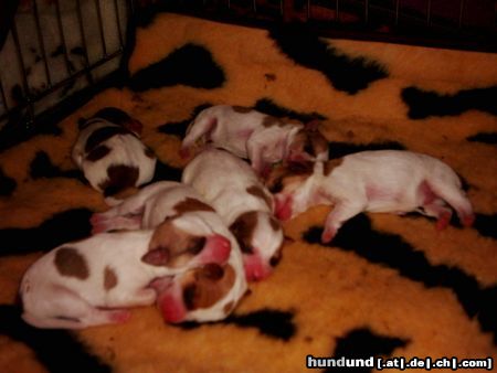 Parson-Russell-Terrier Ein 6er Wurf von Greek-Summer