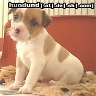 Parson-Russell-Terrier Earl als Baby