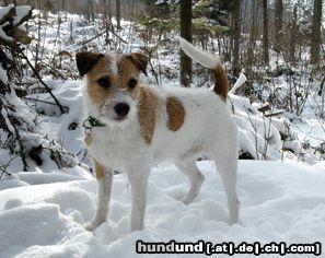 Parson-Russell-Terrier Earl im Schnee auf Uetliberg Zürich