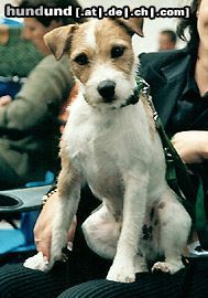 Parson-Russell-Terrier Earl in Stuttgart-Ausstellung