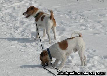 Parson-Russell-Terrier Hunde Foto 9472 Parson-Russell-Terrier Earl und Elvis auf Uetliberg Zürich