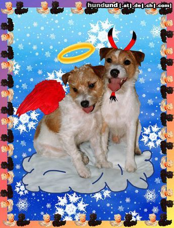 Parson-Russell-Terrier Hunde Foto 7770 Parson-Russell-Terrier Earl in Stuttgart-Ausstellung