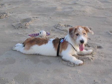 Parson-Russell-Terrier Hunde Foto 29883 in höherer Auflösung ansehen Parson-Russell-Terrier Erster Urlaub am Strand