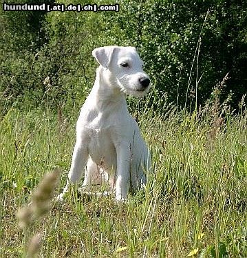 Parson-Russell-Terrier Hunde Foto 4830 Parson-Russell-Terrier Ravenswood Sunny Emma at Oderbruchs