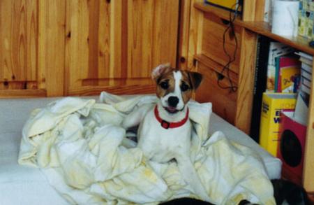 Parson-Russell-Terrier Hunde Foto 797 Parson-Russell-Terrier 'Eros' - Ewald v. d. Deutschbauerhube