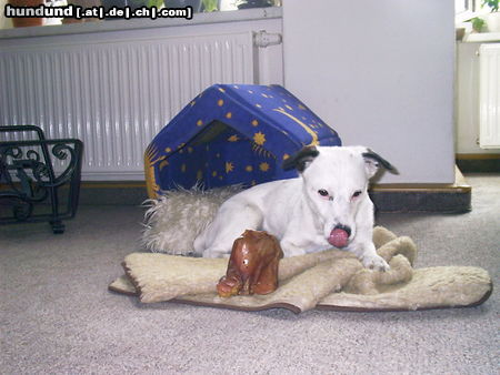 Parson-Russell-Terrier Hunde Foto 25827 Parson-Russell-Terrier Freki