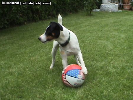 Parson-Russell-Terrier Hunde Foto 12580 Parson-Russell-Terrier Fußball Euro 2004...Ihr hättet mich aufstellen sollen...