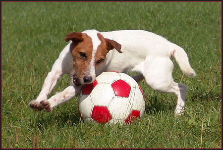 Parson-Russell-Terrier Hunde Foto 33643 Parson-Russell-Terrier Libero Vincent
