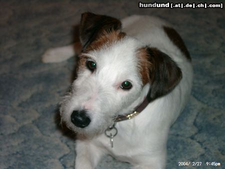 Parson-Russell-Terrier Hunde Foto 10502 Parson-Russell-Terrier Aragons Mama