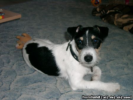 Parson-Russell-Terrier Aragon fast 7 mon.alt und zum 1mal getrimmt