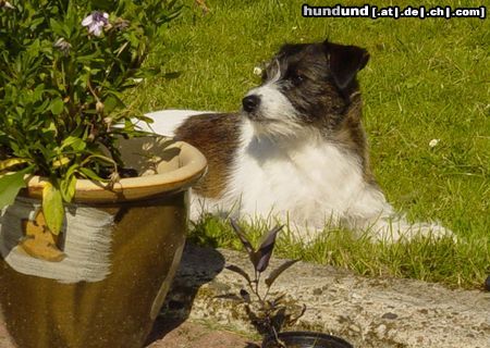 Parson-Russell-Terrier Hunde Foto 8839 Parson-Russell-Terrier Fee