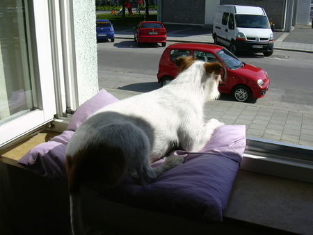 Parson-Russell-Terrier Hunde Foto 31587 Parson-Russell-Terrier Schöne Aussichten