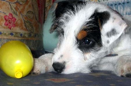 Parson-Russell-Terrier ...ja nicht abhaun ! ! !
