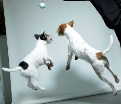 Parson-Russell-Terrier Hunde Foto 31853 Parson-Russell-Terrier Flydogs