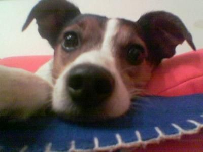 Parson-Russell-Terrier gelangweilt oder müde?