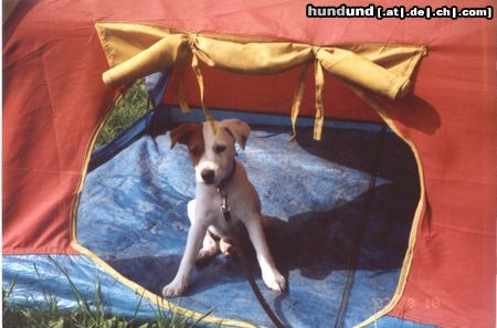 Parson-Russell-Terrier Schadehorn's Tiara (10 Wo) Welpenspiel