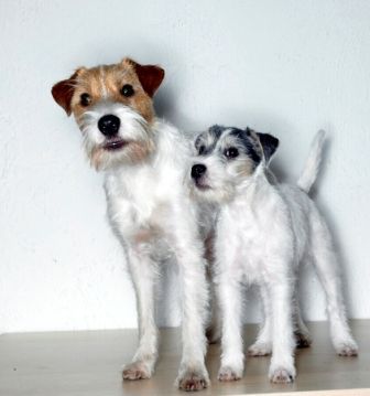 Parson-Russell-Terrier Hunde Foto 31854 Parson-Russell-Terrier Freddi & Ilse