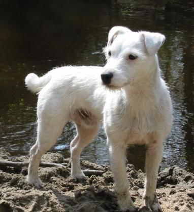 Parson-Russell-Terrier Hunde Foto 2095 Parson-Russell-Terrier Schadehorn's Henry of Power Play