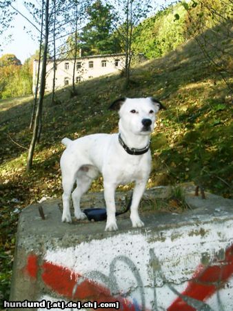 Parson-Russell-Terrier Hunde Foto 6527 Parson-Russell-Terrier Freki (2 Jahre), sehr stoltz