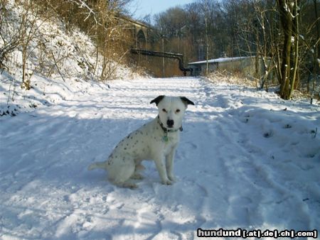 Parson-Russell-Terrier Hunde Foto 6524 Parson-Russell-Terrier