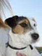 Parson-Russell-Terrier Chrislotts' Polonia