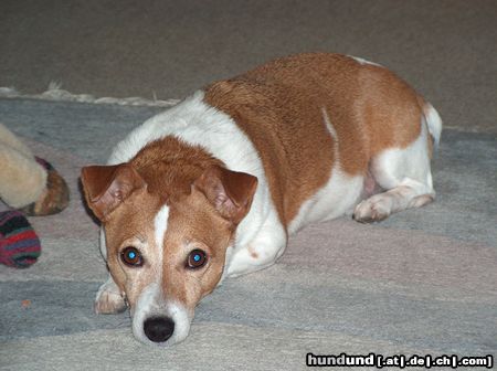 Parson-Russell-Terrier Unser Familienclown Cash