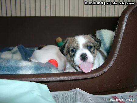 Parson-Russell-Terrier Elzi aus Nürnberg