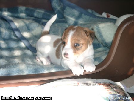 Parson-Russell-Terrier Hunde Foto 6453 Parson-Russell-Terrier Henry aus Nürnberg