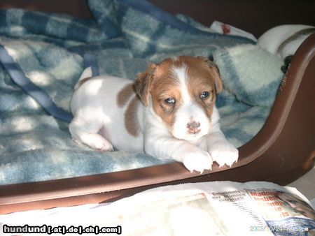 Parson-Russell-Terrier Hunde Foto 6451 Parson-Russell-Terrier Elzi
