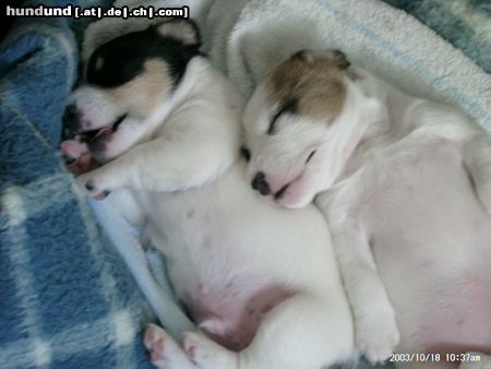 Parson-Russell-Terrier Hunde Foto 6492 Parson-Russell-Terrier Schlummerstunde