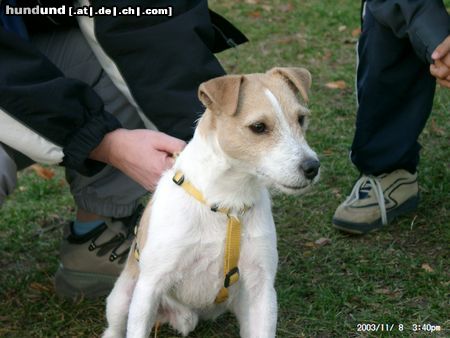 Parson-Russell-Terrier Hunde Foto 6668 Parson-Russell-Terrier Amigo aus Poppendorf