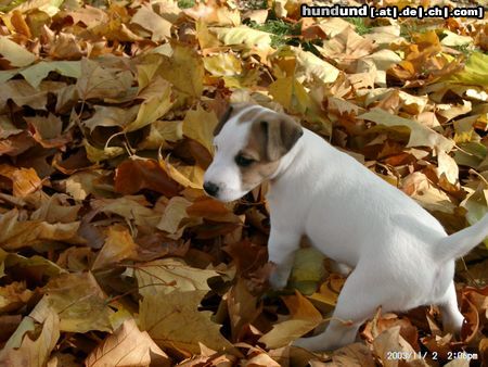 Parson-Russell-Terrier Hunde Foto 6551 Parson-Russell-Terrier Erster Ausflug Alexa 5 1/2 Wochen