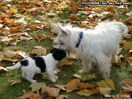Parson-Russell-Terrier Hunde Foto 6585 Parson-Russell-Terrier Erstes beschnüffeln mit Nachbarhund