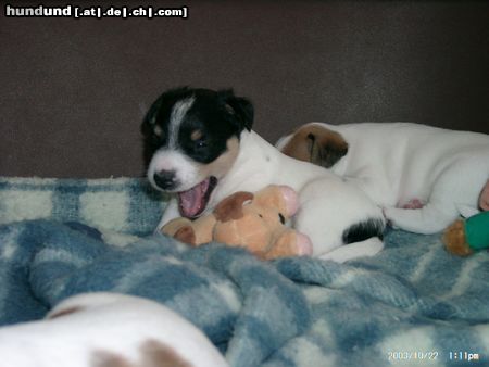 Parson-Russell-Terrier Hunde Foto 6454 Parson-Russell-Terrier Aragon aus Nürnberg