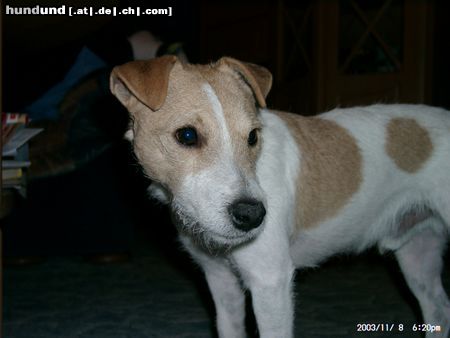 Parson-Russell-Terrier Hunde Foto 6669 Parson-Russell-Terrier Amigo ein guter Freund