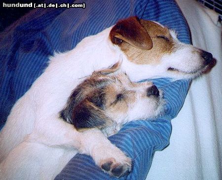 Parson-Russell-Terrier Hunde Foto 8682 Parson-Russell-Terrier Titus (16 Wochen)