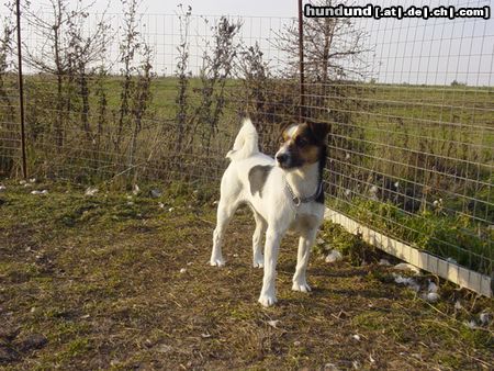 Parson-Russell-Terrier Hunde Foto 11473 Parson-Russell-Terrier Herbst ´03