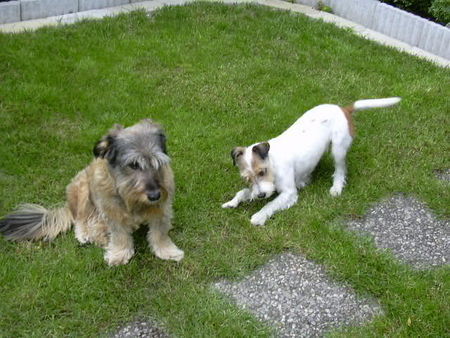 Parson-Russell-Terrier Hunde Foto 31588 Parson-Russell-Terrier Komm spiel mit mir!