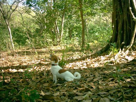 Parson-Russell-Terrier