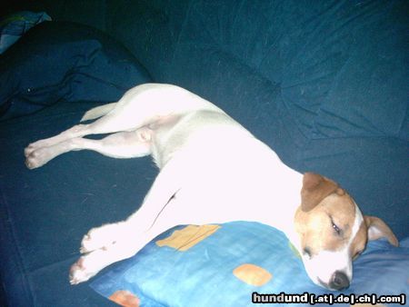 Parson-Russell-Terrier Streetfighters Iceman beim Schlafen.