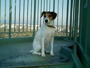 Parson-Russell-Terrier Hunde Foto 36860 in höherer Auflösung ansehen Parson-Russell-Terrier Dolly aufn Turm