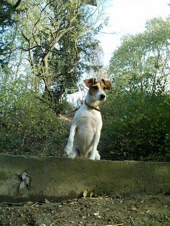 Parson-Russell-Terrier Hunde Foto 36861 in höherer Auflösung ansehen Parson-Russell-Terrier Dolly im Wald . . .