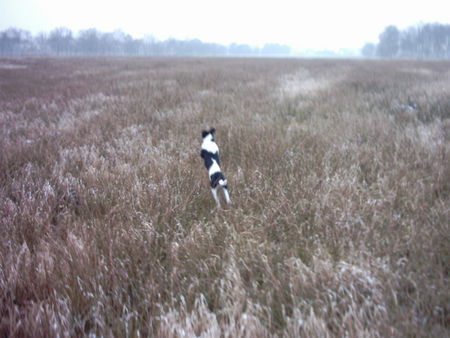 Parson-Russell-Terrier Hunde Foto 30216 in höherer Auflösung ansehen Parson-Russell-Terrier Ginny *jump*