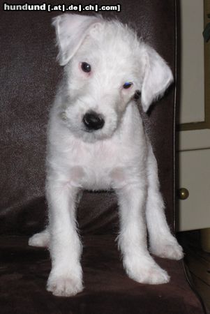 Parson-Russell-Terrier Unser Oskar